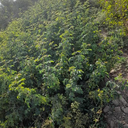 عکس نهالستان شمشیری