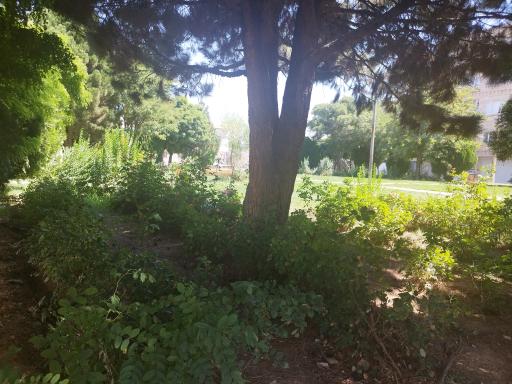 عکس فضای سبز