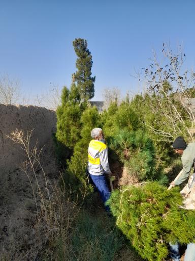 عکس نهالستان شمشیری