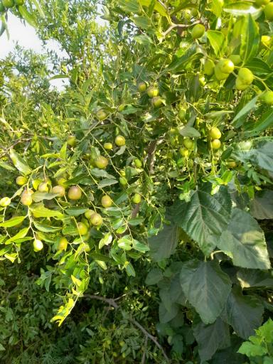 عکس نهالستان شمشیری