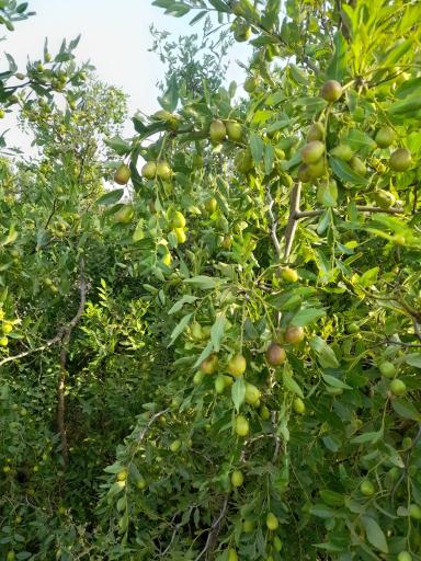 عکس نهالستان شمشیری