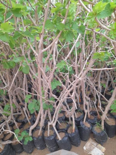 عکس نهالستان شمشیری