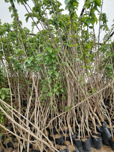 عکس نهالستان شمشیری