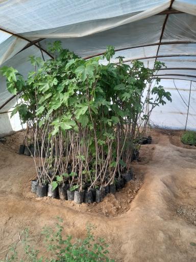 عکس نهالستان شمشیری