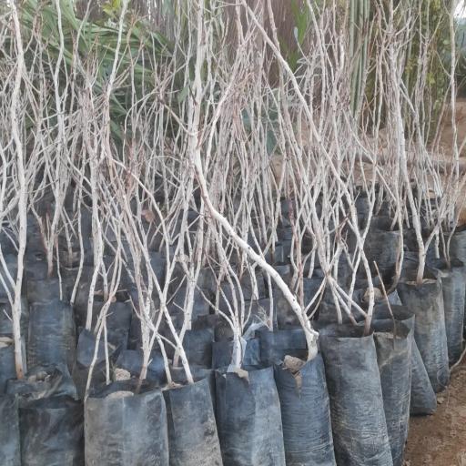 عکس نهالستان شمشیری