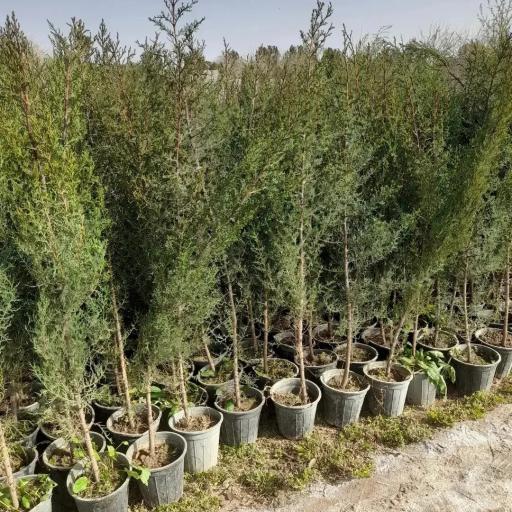 عکس نهالستان شمشیری