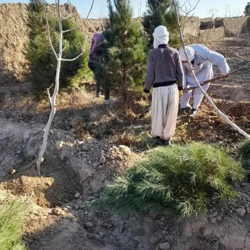 عکس نهالستان شمشیری