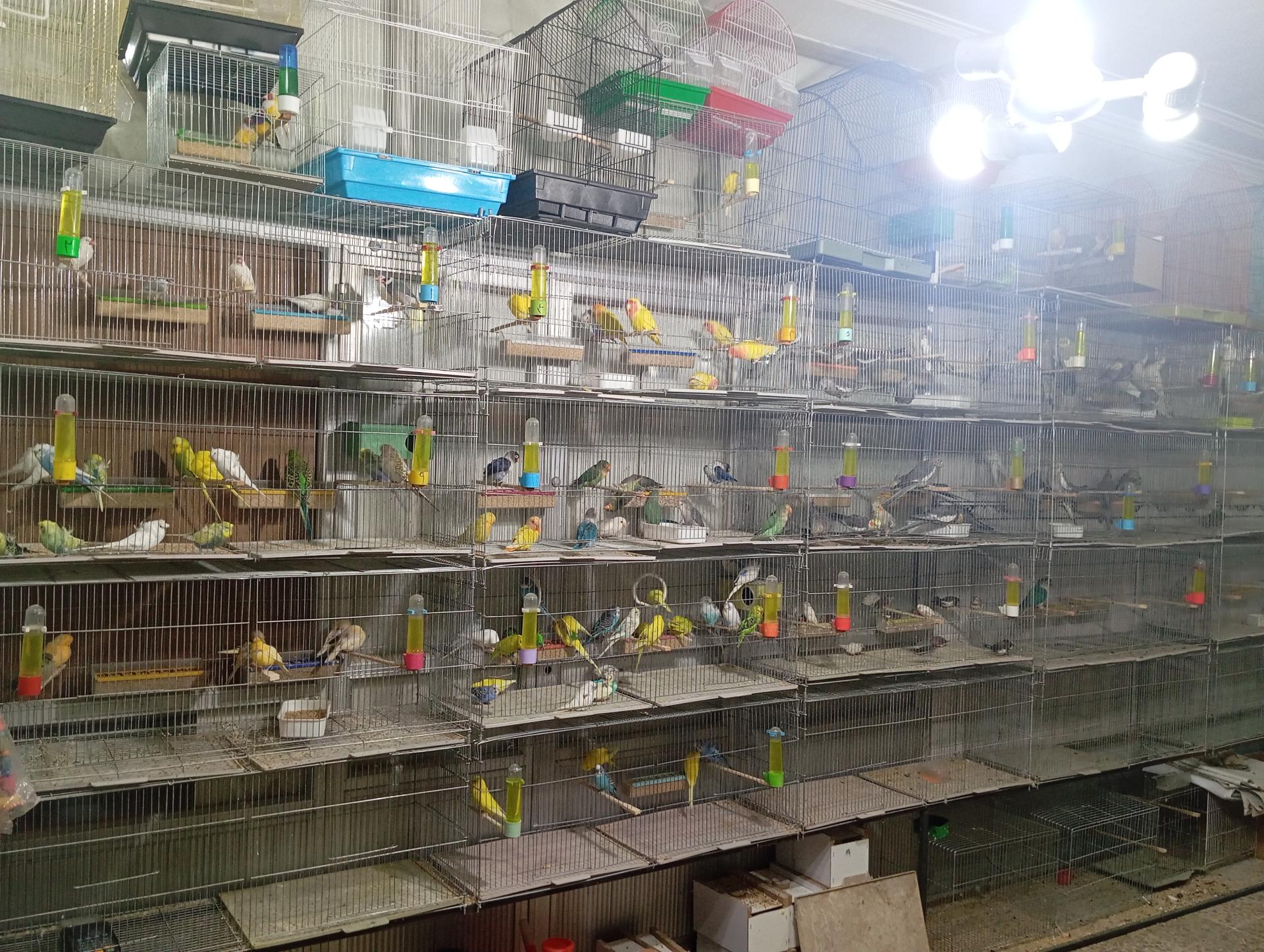 عکس باسمنج پرندگان زینتی