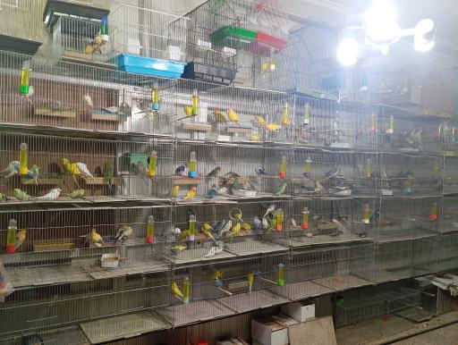 عکس باسمنج پرندگان زینتی