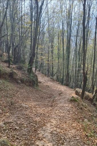 عکس تله کابین رامسر