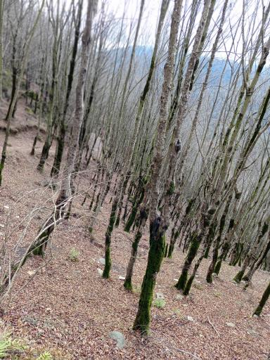 عکس تله کابین رامسر