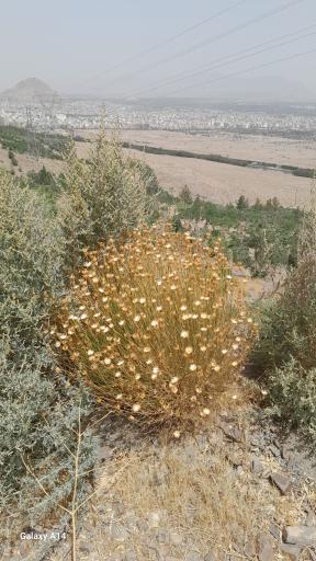 عکس کوه صفه