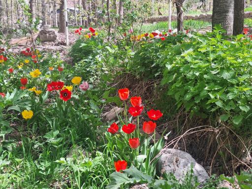 عکس رستوران گل سرخ