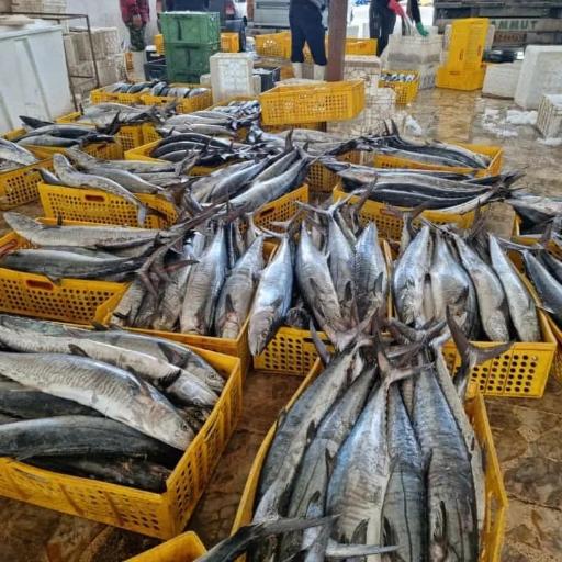 عکس ماهی و میگو فرج زاده