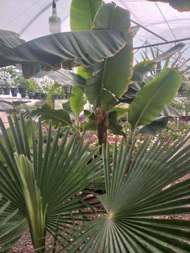 عکس گلخانه کیاتوس