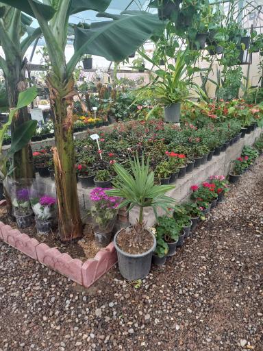 عکس گلخانه کیاتوس