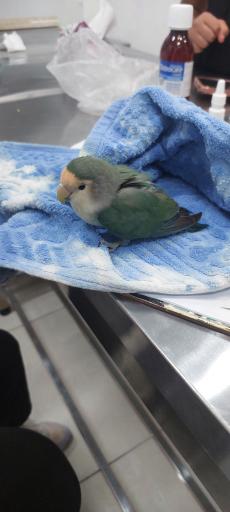 عکس کلینیک دامپزشکی یارا