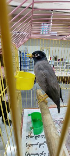 عکس کلینیک دامپزشکی یارا