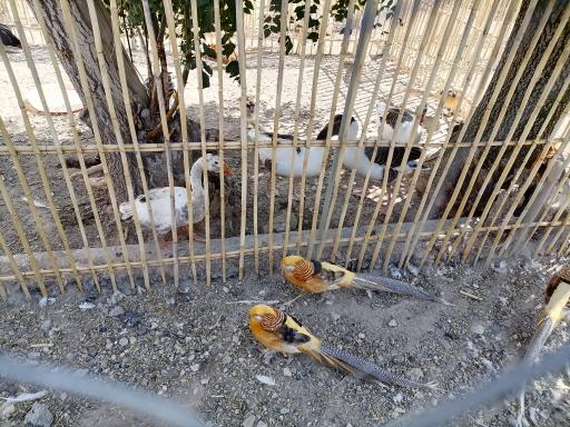 عکس مجتمع فرهنگی مهارتی و رشدخلاقیت کودک روستاک کودک