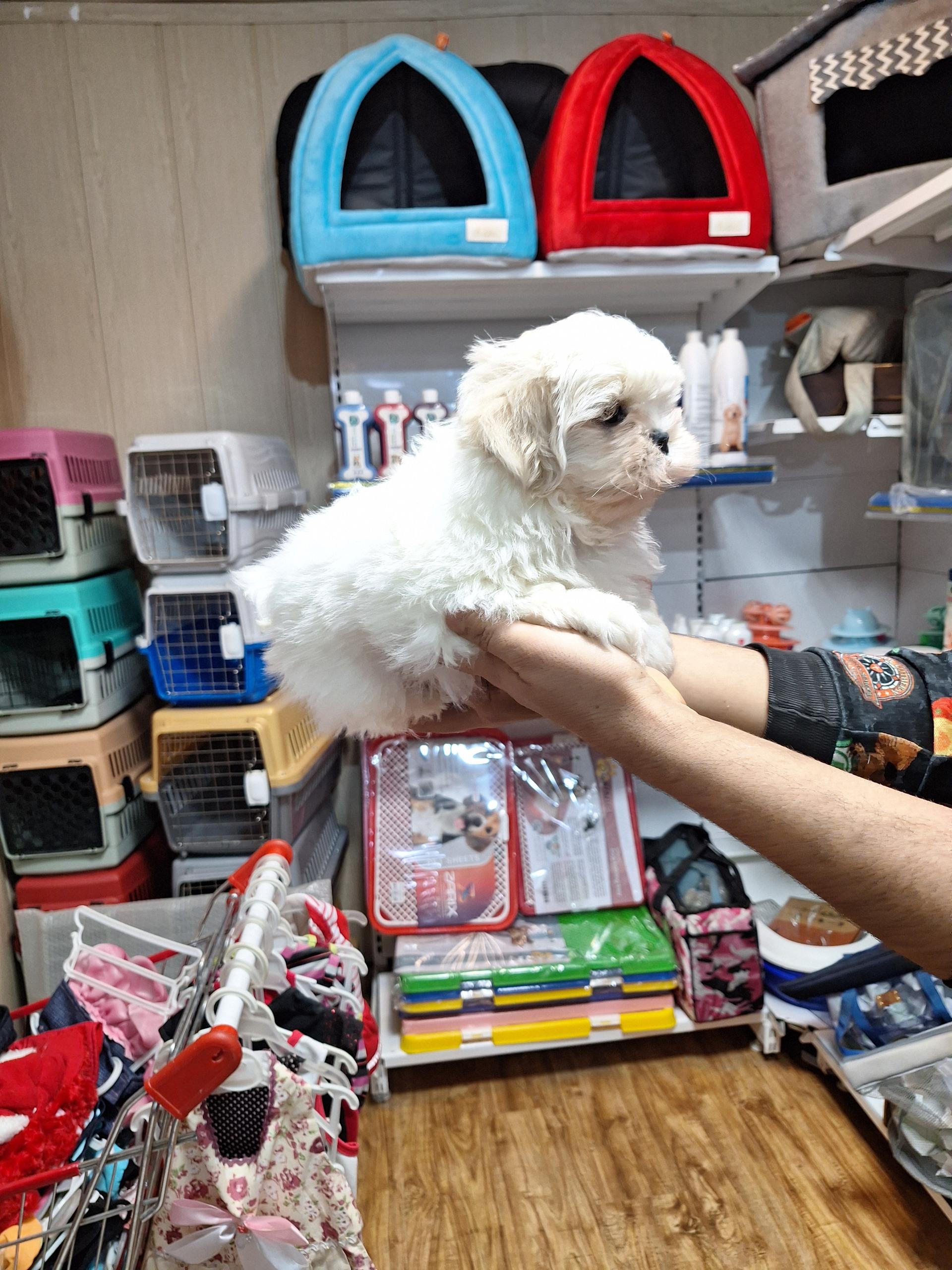 عکس گلد پت شاپ