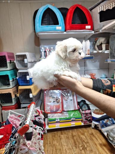 عکس گلد پت شاپ