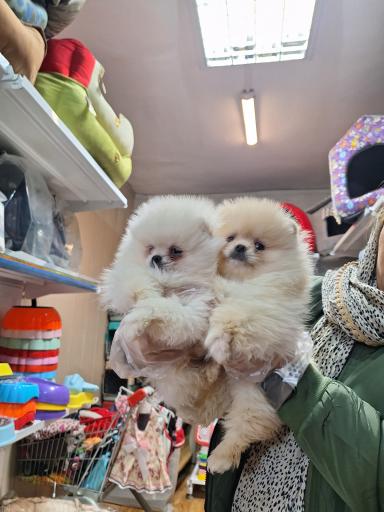 عکس گلد پت شاپ