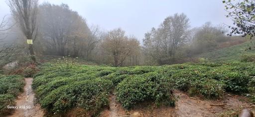 عکس لاهیجان