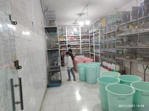 عکس پرنده سرای عارف