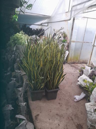 عکس گل وگلدان فروشی برادران قاسمی