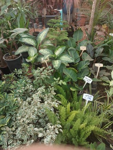 عکس بازار بین المللی گل و گیاه سپاهان