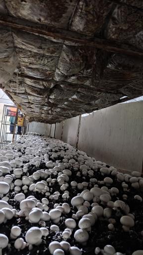 عکس پرورش قارچ آیدین