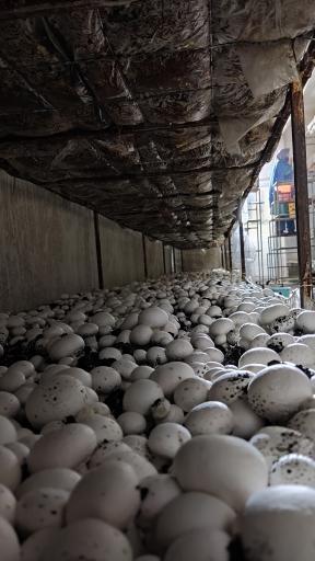 عکس پرورش قارچ آیدین