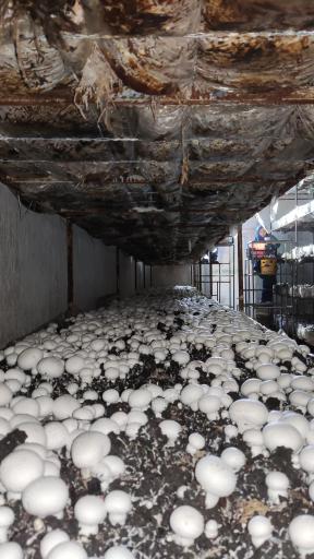 عکس پرورش قارچ آیدین