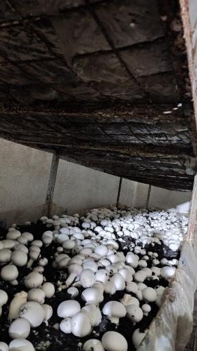 عکس پرورش قارچ آیدین