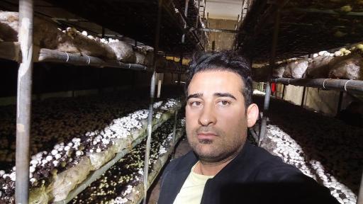 عکس پرورش قارچ آیدین