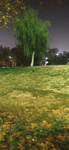 عکس بوستان قائم