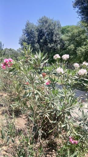 عکس بوستان قائم