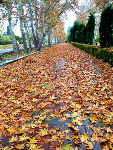 عکس بوستان قائم