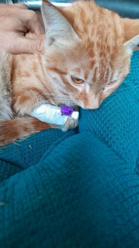 عکس کلینیک دامپزشکی مهرداد