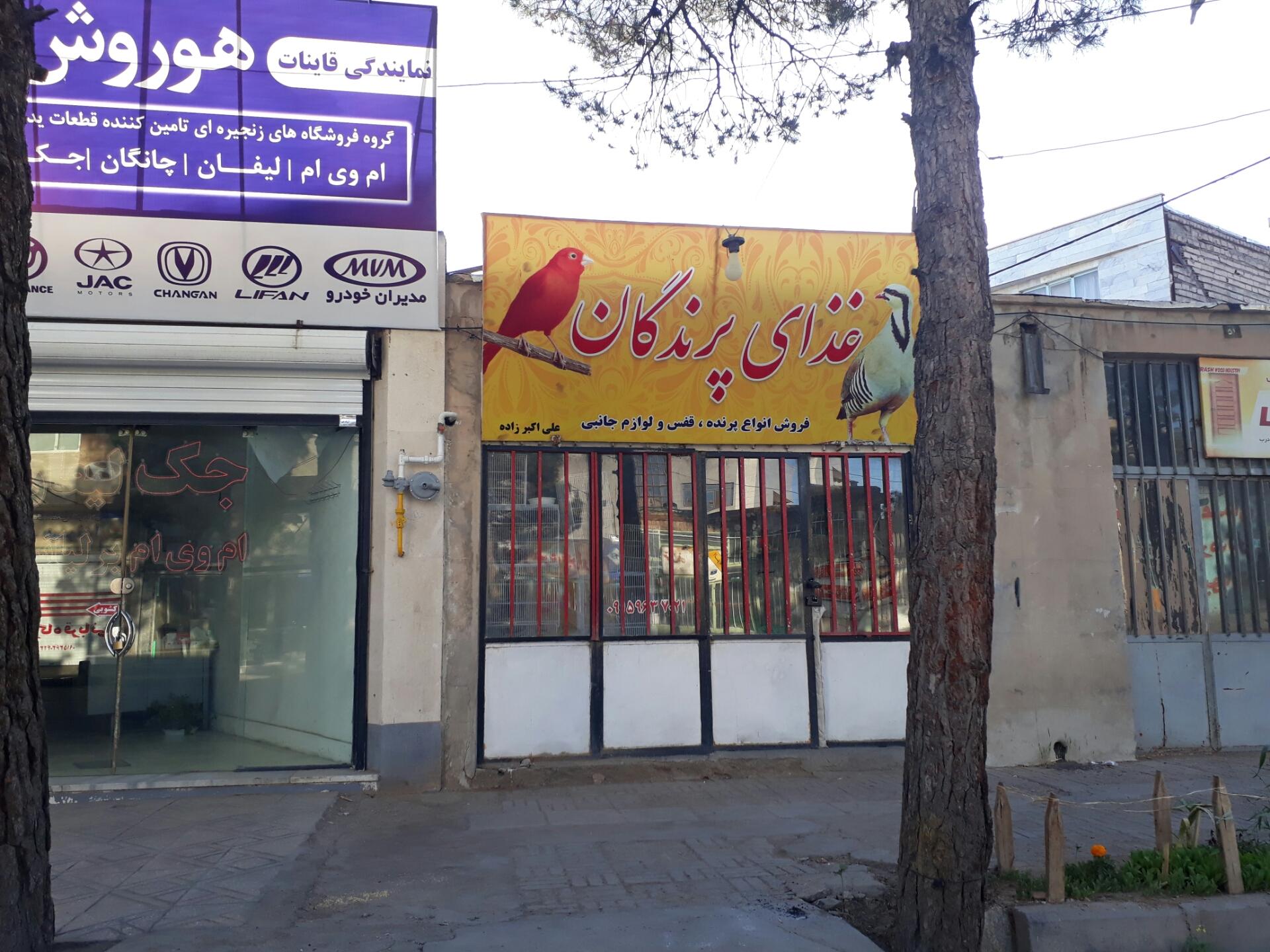 عکس پرنده و غذای پرندگان