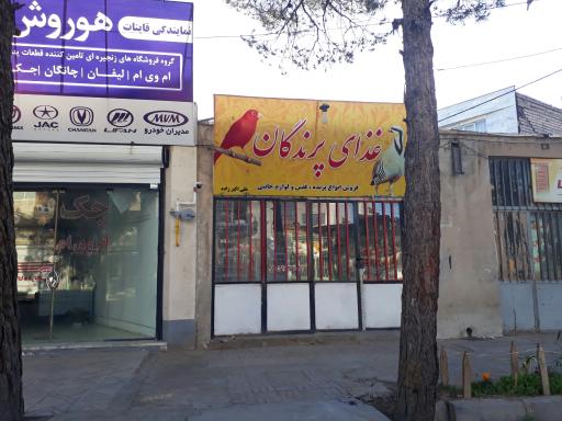 عکس پرنده و غذای پرندگان