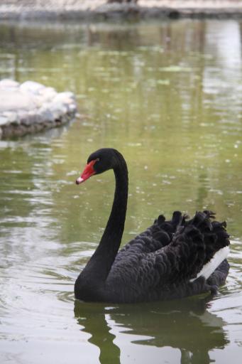 عکس مجتمع فرهنگی گردشگری کوثر 