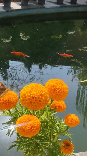 عکس مجتمع فرهنگی گردشگری کوثر 