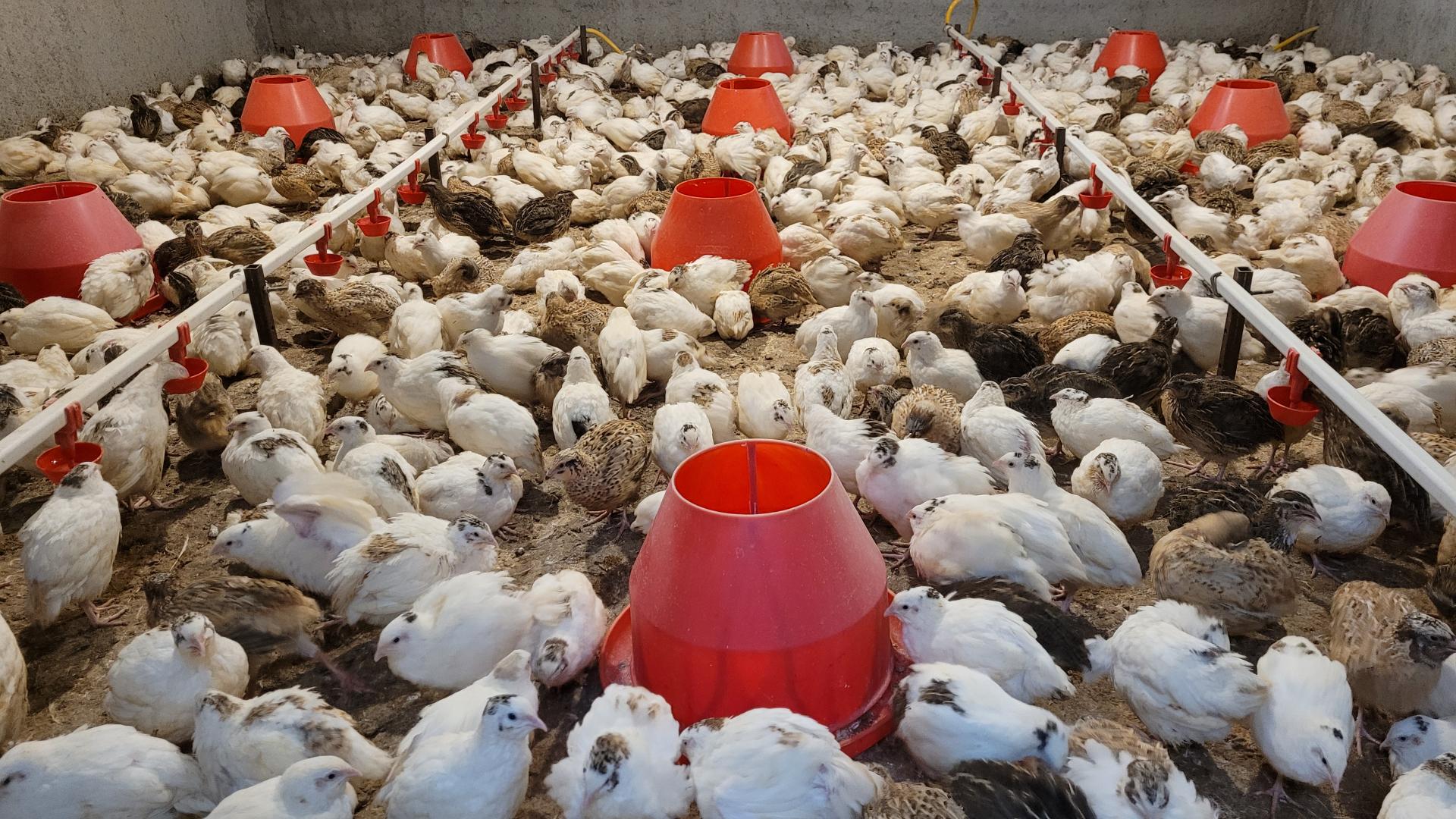 عکس پرورش بلدرچین سلیدیس