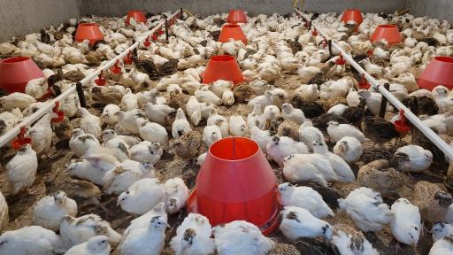 پرورش بلدرچین سلیدیس