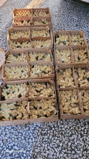 عکس پرورش بلدرچین سلیدیس