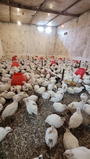 پرورش بلدرچین سلیدیس