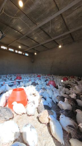 پرورش بلدرچین سلیدیس