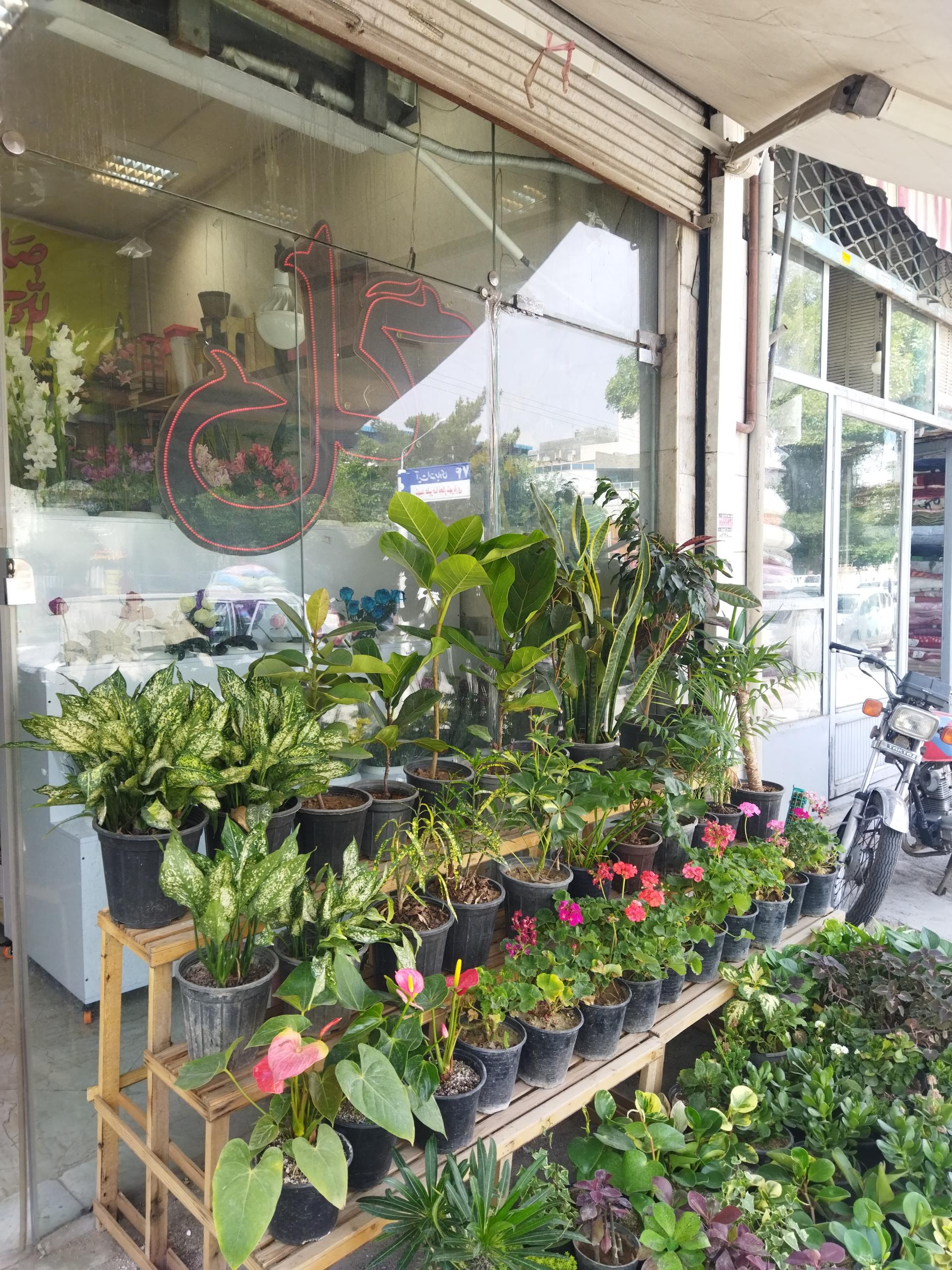 عکس گلفروشی ویستریا