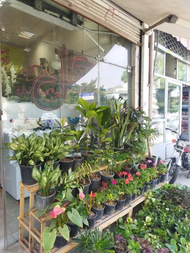 عکس گلفروشی ویستریا